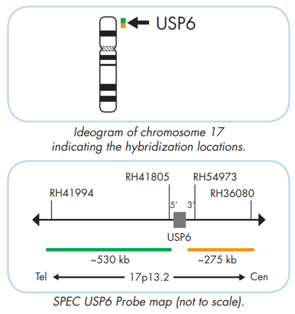 USP6 break apart